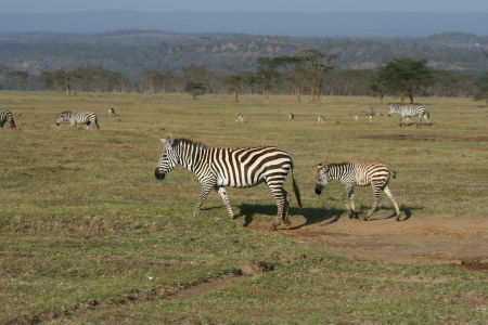 Zebras